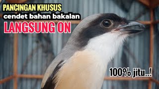 Download lagu Suara Pancingan Khusus Cendet Bahan Toet toet Bongkar Isian Biangnya Bikin Cendet Lain Nyaut Emosi mp3 Download lagu Suara Pancingan Khusus Cendet Bahan Toet toet Bongkar Isian Biangnya Bikin Cendet Lain Nyaut Emosi mp3