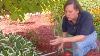 How to Reduce Shock When Transplanting Hostas