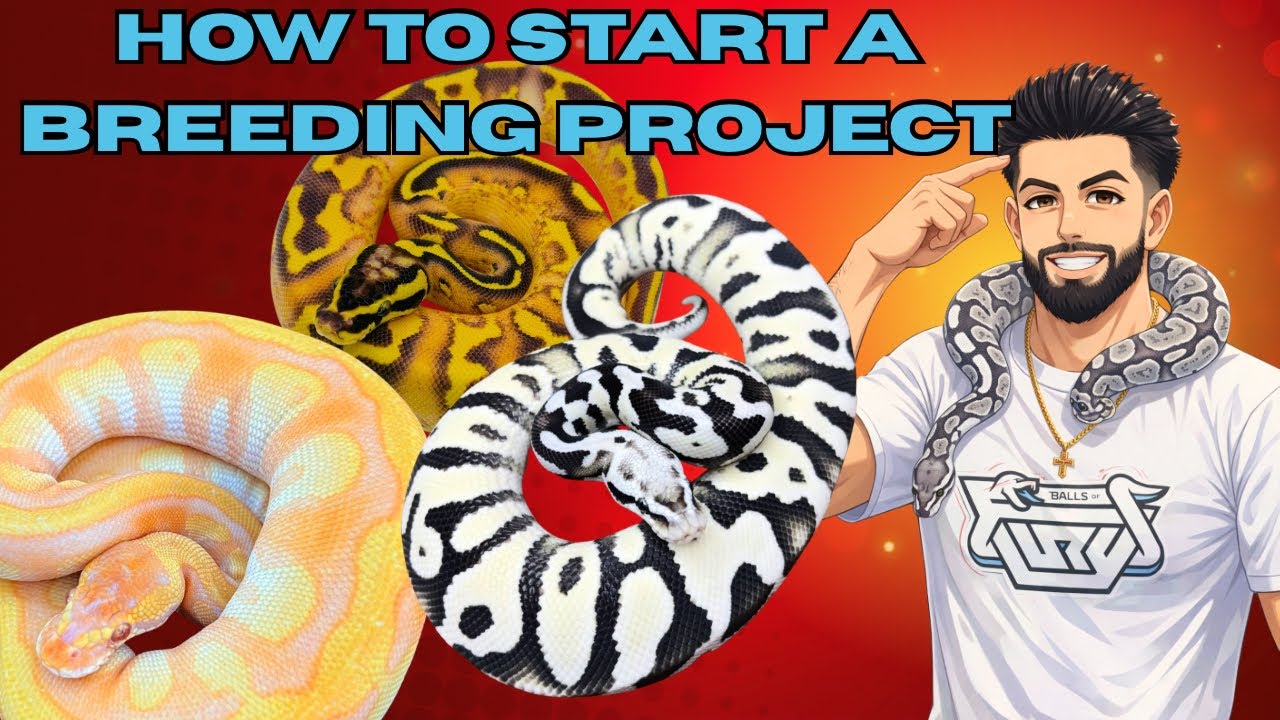 How To Start A Ball Python Breeding Project (BEGINNER’S GUIDE) 