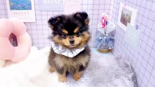 ハーフ犬の動画01