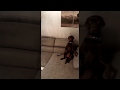 Caught In The Act Dog Porn