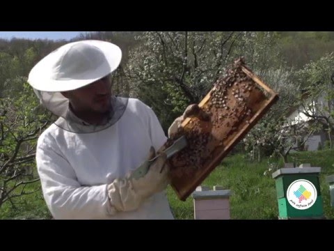 Keshilla Bujqesore - Keshilla per bletaret