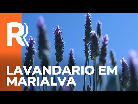 Lavender farm in Marialva combines rural tourism and sustainable cultivation of aromatic flowers