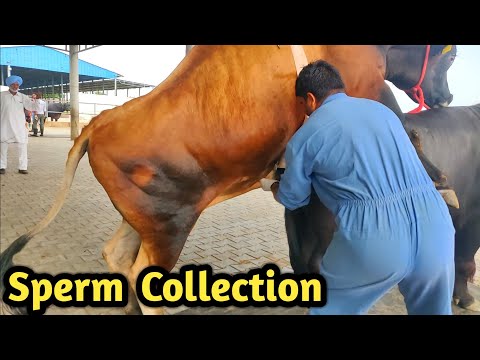 How Collect semen Of Bull @ Bovine Sperm Station India|Farming Technology