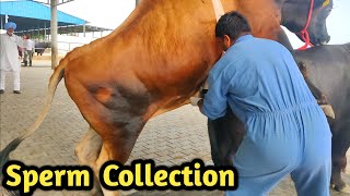 How Collect semen Of Bull @ Bovine Sperm Station India|Farming Technology How Collect semen Of Bull @ Bovine Sperm Station India|Farming Technology