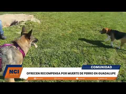 OFRECEN RECOMPENSA POR MUERTE DE PERRO EN GUADALUPE