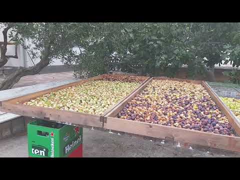 Camping More auf Murter: Liebevoll geführter Platz mit direkter Nähe zum Kiesstrand zum fairen Preis