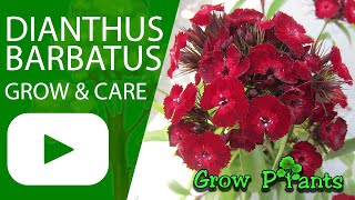 Dianthus barbatus grow and care (Sweet william)