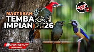 Download lagu 🔴 Live Masteran Kekinian 2026 Cucak Cungkok Gacor Kunti vs Srigunting Gacor Cililin Pelatuk Bawang mp3 Download lagu 🔴 Live Masteran Kekinian 2026 Cucak Cungkok Gacor Kunti vs Srigunting Gacor Cililin Pelatuk Bawang mp3