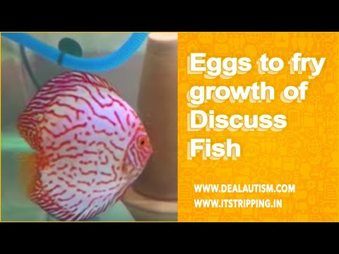 Eggs to fry growth of Discuss Fish