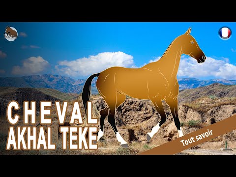 , title : 'CHEVAL AKHAL TÉKÉ, une race très ancienne issue des fameux chevaux Turkmènes, RACES DE CHEVAUX'