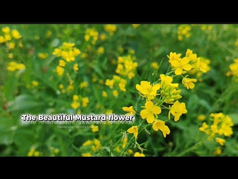 The Beautiful Mustard Flowers 🌼 | Cinematic Flowers Videography 