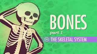 The Skeletal System: Crash Course Anatomy & Physiology #19