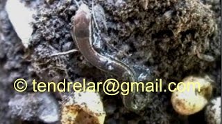 Eclosions chez le lézard des murailles... et remise en liberté