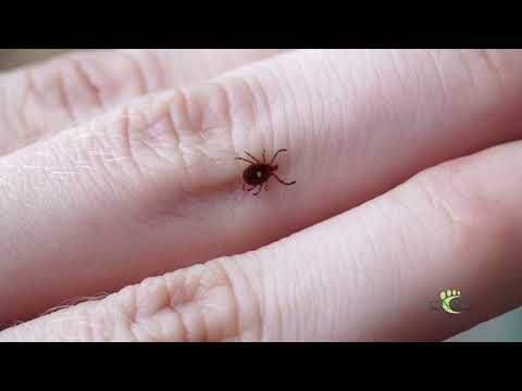 Parasite Myth: Ticks Fall From Trees
