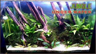 Aquascape Tema Jungle 50cm - Tutorial Set-Up (Bersama Pojok Aquatic)