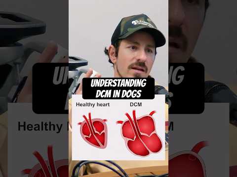 How Dogs Get DCM (Canine Heart Disease) #dog #doghealth