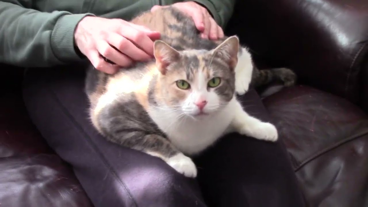 Delaney & Hermione (friendly bonded sisters), a Adoptable mixed breed in Dayville, CT video 2/6