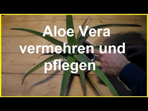 Israil das tote Meer atopitscheski die Hautentzündung Die Schuppenflechte die Lotion der Preis