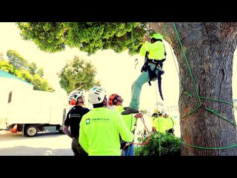 Tree Climbing Safety with Arborist Now in San Francisco