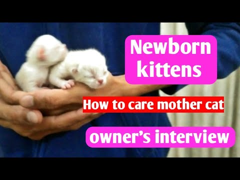 Newborn kittens care and tips | Mother cat care | persian cat | Owner's interview