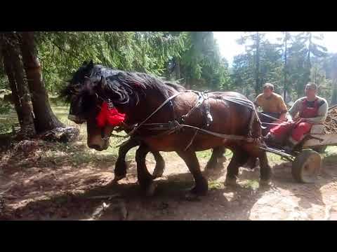 Caii lui Andrei de la Gârda