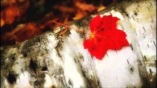 Van Morrison -  When The Leaves Come Falling Down