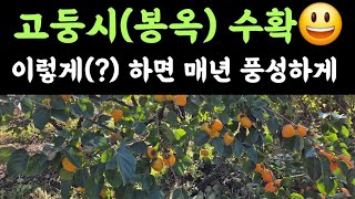 감 고둥시(봉옥) 수확???? 이렇게(?) 하면 매년 풍성한 수확???? 