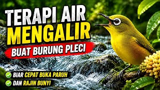 Download lagu Terapi Air Pagi Hari untuk Burung Pleci | Bantu Pleci Lebih Aktif & Rajin Bunyi mp3 Download lagu Terapi Air Pagi Hari untuk Burung Pleci | Bantu Pleci Lebih Aktif & Rajin Bunyi mp3