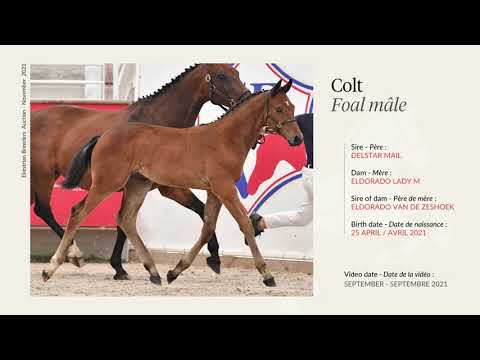 Lot 2 - Colt - Delstar Mail x Eldorado Lady M (by Eldorado van de Zeshoek)