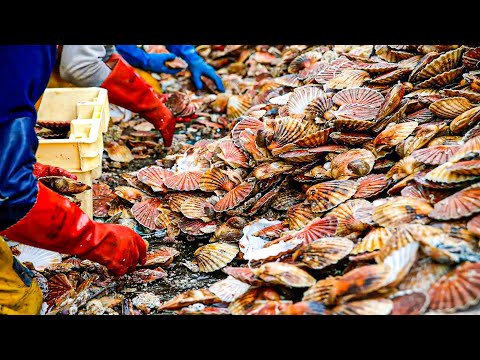 Scallop Fishing Process | Modern Scallop Fishing Vessels | How Scallops Are Processed In Factory