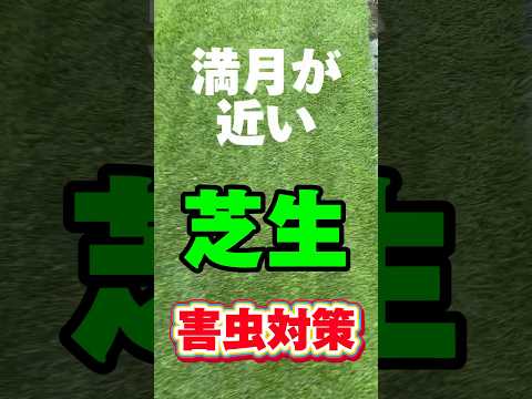 芝生に幼虫がいるかどうかはどうやってわかりますか?特定、治療、予防  庭園