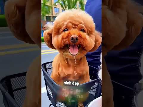 Vì Ảo Tưởng Mình Đẹp, Nên Bị Bắt Soi Gương Ngay Lập Tức 😅