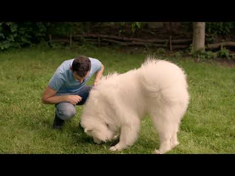 TOP hra na přivolání psa. MRAVENCI aneb počítáme.