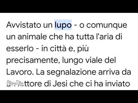 Lupo a Jesi