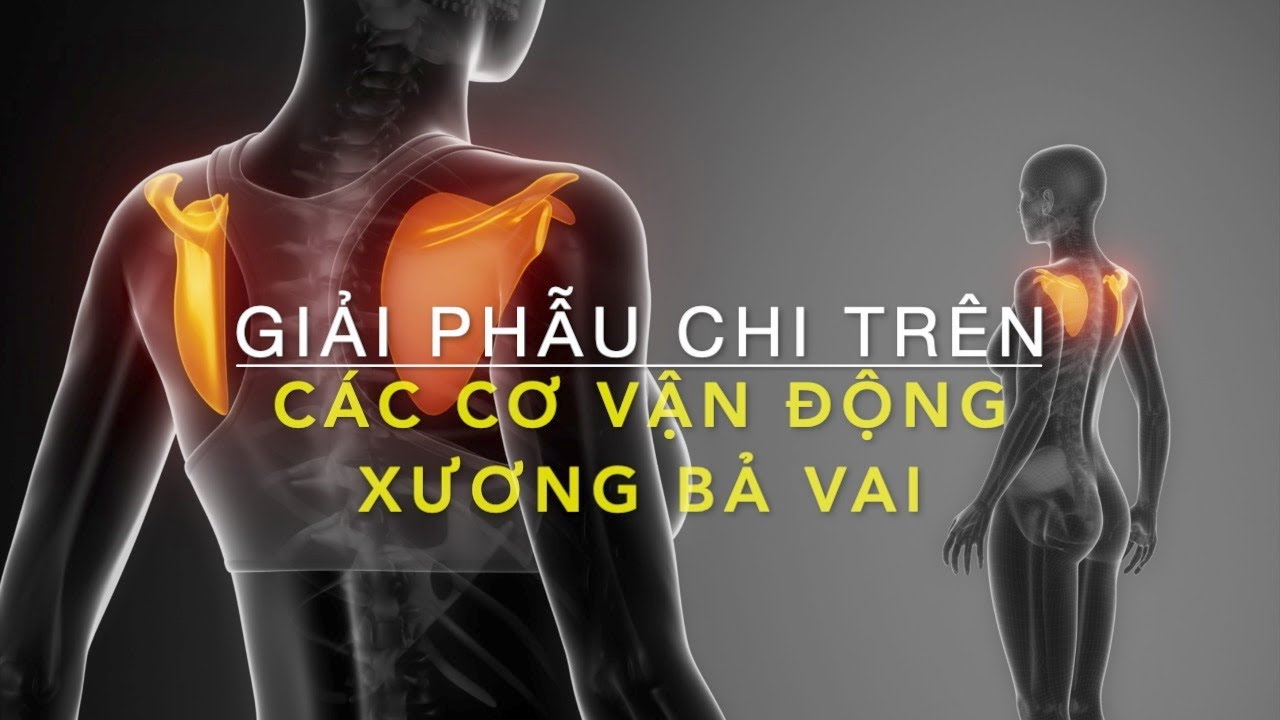 Các Cơ Vận động Bả vai