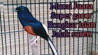 Download lagu Burung Murai Batu Juara Super Gacor Isian Jalak Suren 💯% mp3