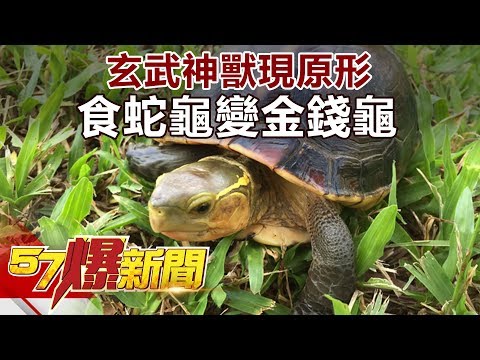 玄武 烏龜