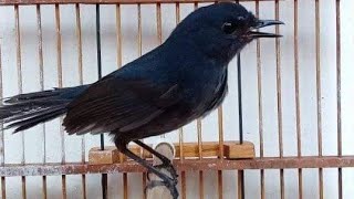 Download lagu pancingan cingcoang biru agar jadi gacor mp3