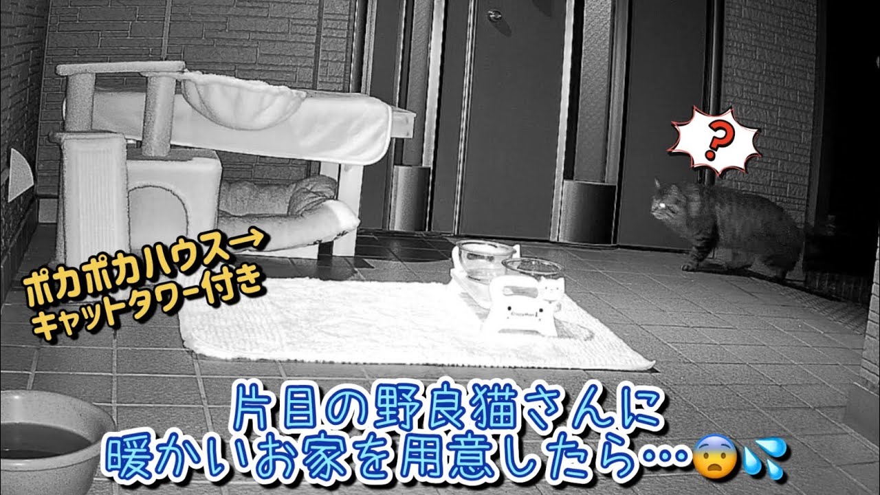 泣き叫びながら帰ったふわふわの野良猫がお泊まりに来たら怪我をしてしまいました…