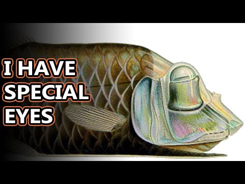 バレルアイの事実: ドーム頭の深海魚 |動物に関する事実ファイル