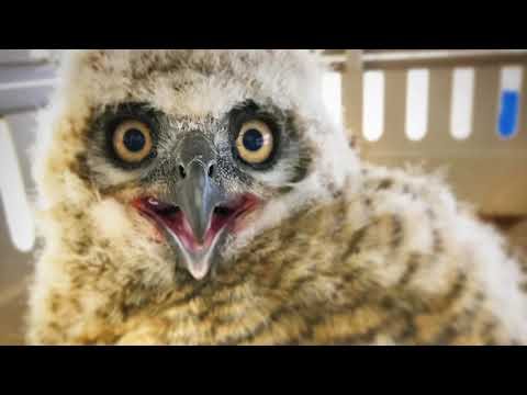 renesting owlets