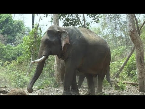Wild Elephant in Lush Jungle Clearing: