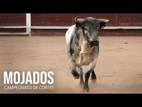 Campeonato de Cortes Mojados 2024
