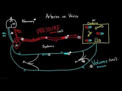 Arteries versus Veins
