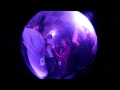 JUCIFER (LIVE CUSTOM HOUSE PERM 2013)