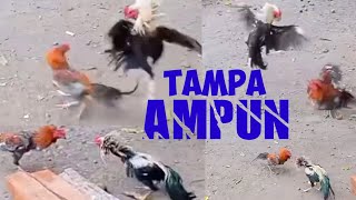 Download lagu ayam bangkok wido punya pukulan mematikan bikin keok lawan musuhnya || ayam wido jawara mp3