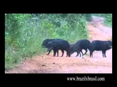 ブラジルのセラードの動物たち -