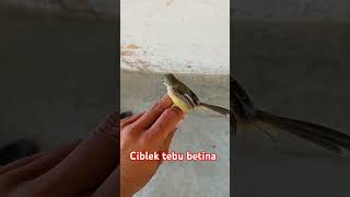 Download lagu Ciblek tebu betina#ciblekalangalang #ciblektebu #ciblekmania #cibleksawahgacor mp3 Download lagu Ciblek tebu betina#ciblekalangalang #ciblektebu #ciblekmania #cibleksawahgacor mp3