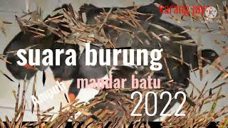 Download lagu suara burung mandar batu super ampuh terbaru mp3